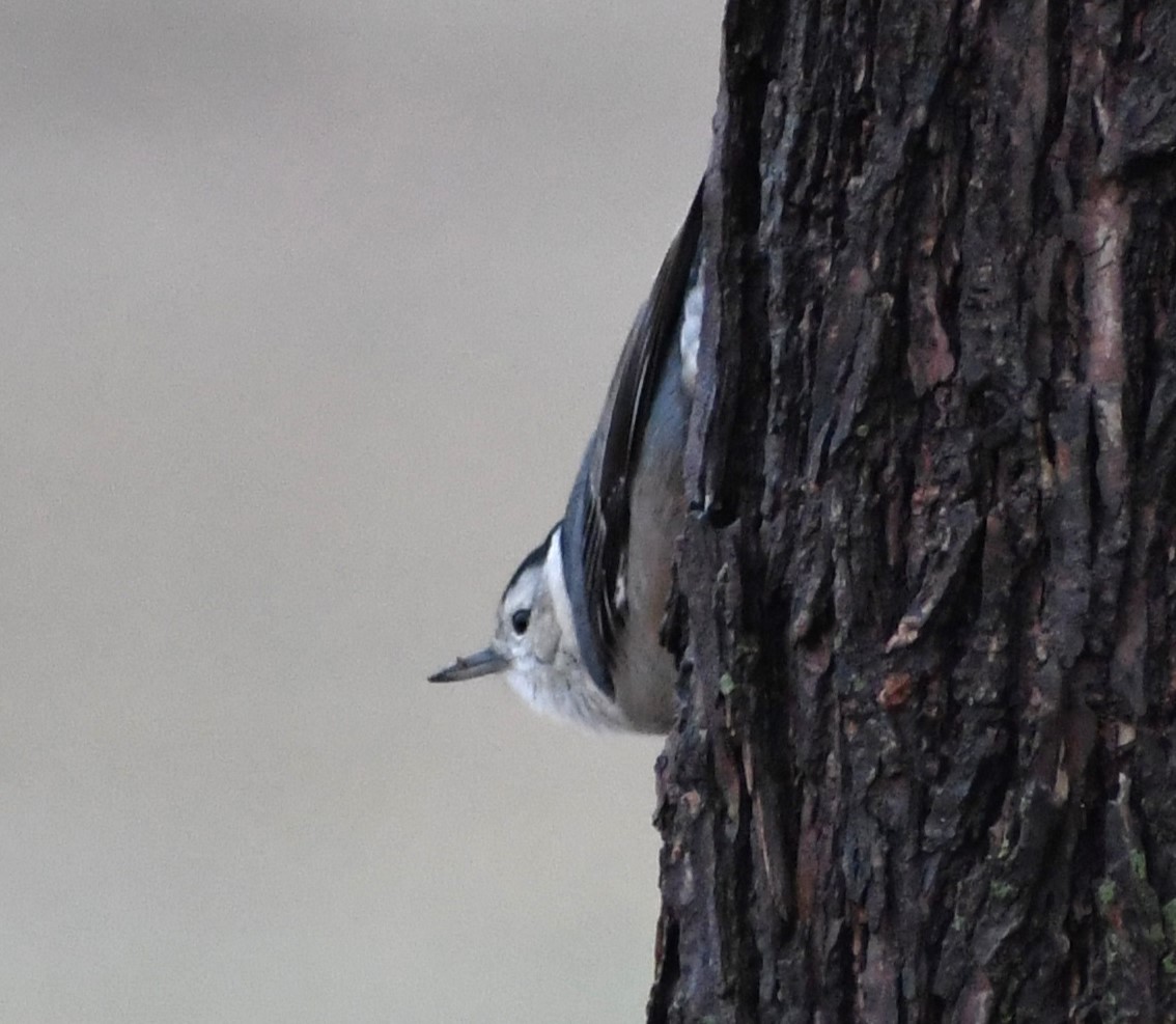 White-breasted Nuthatch - ML613281228