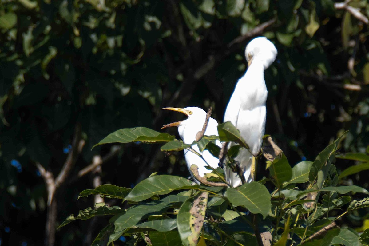 Египетская цапля (ibis) - ML613281229