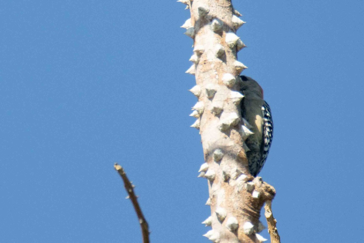 Red-crowned Woodpecker - ML613281235