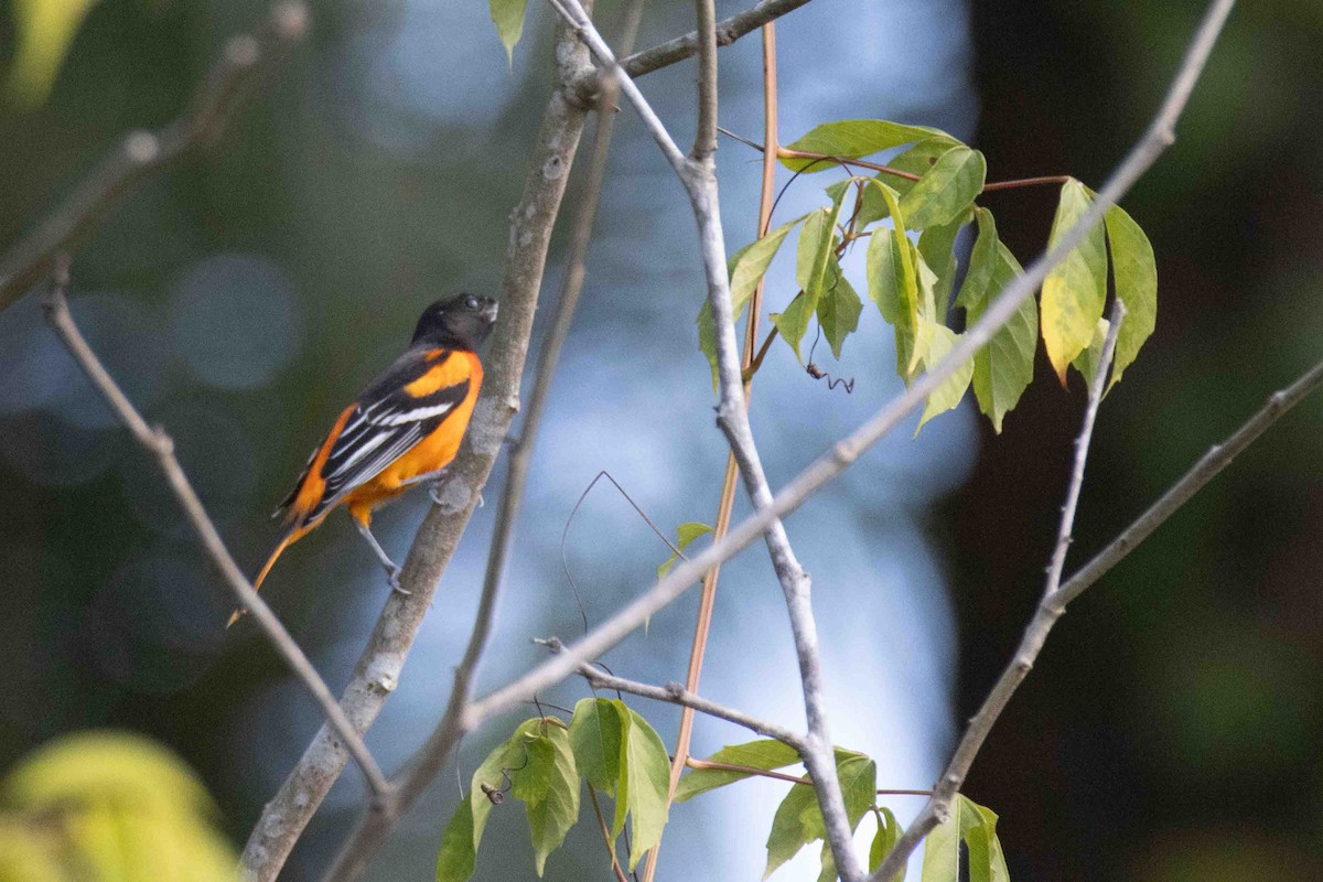 Oriole de Baltimore - ML613281241