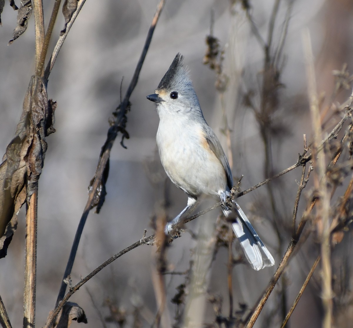 Black-crested Titmouse - ML613281257