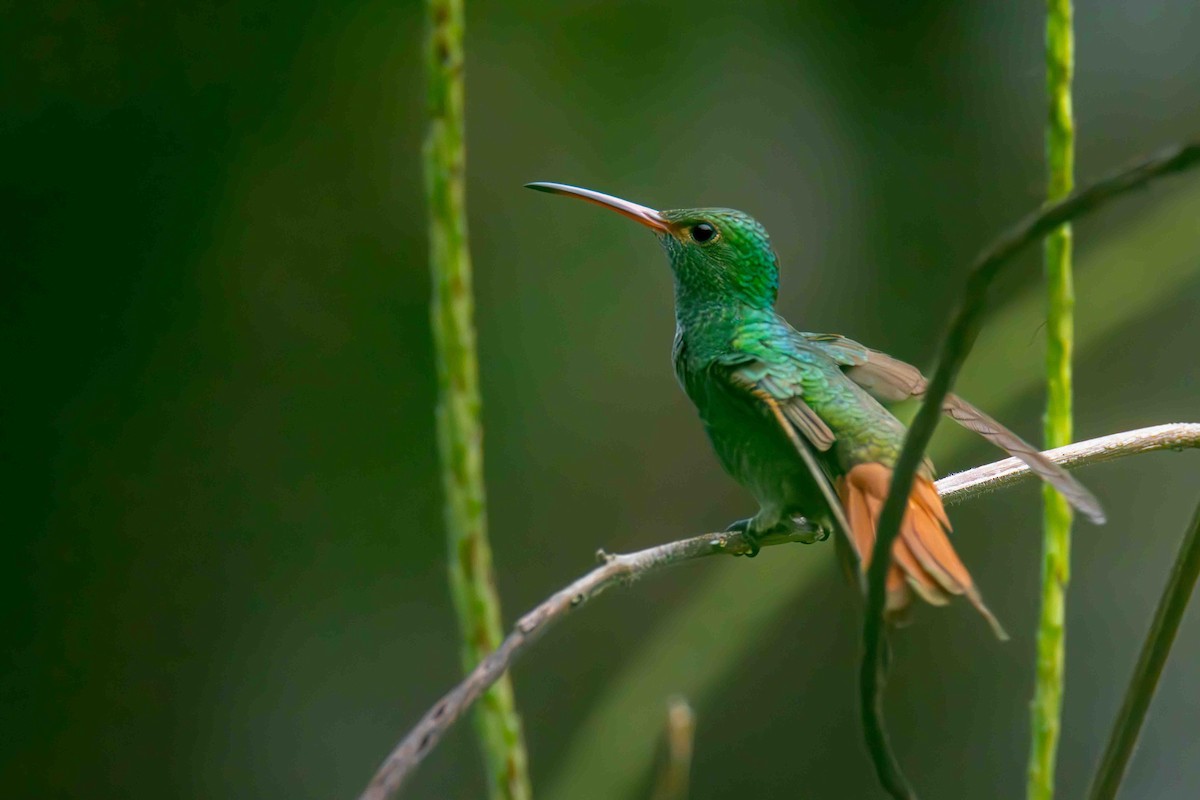 Rufous-tailed Hummingbird - ML613281271