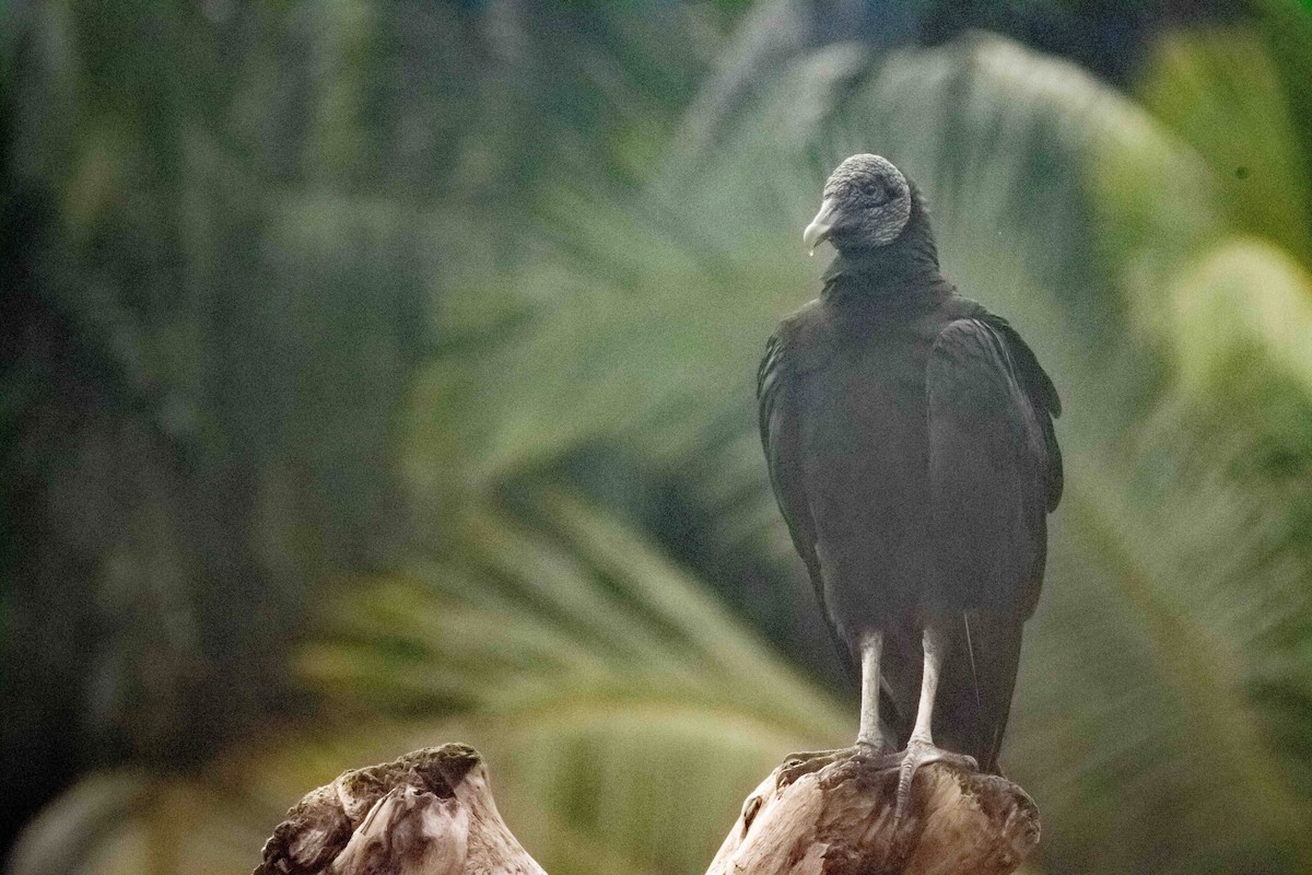 Black Vulture - ML613281279