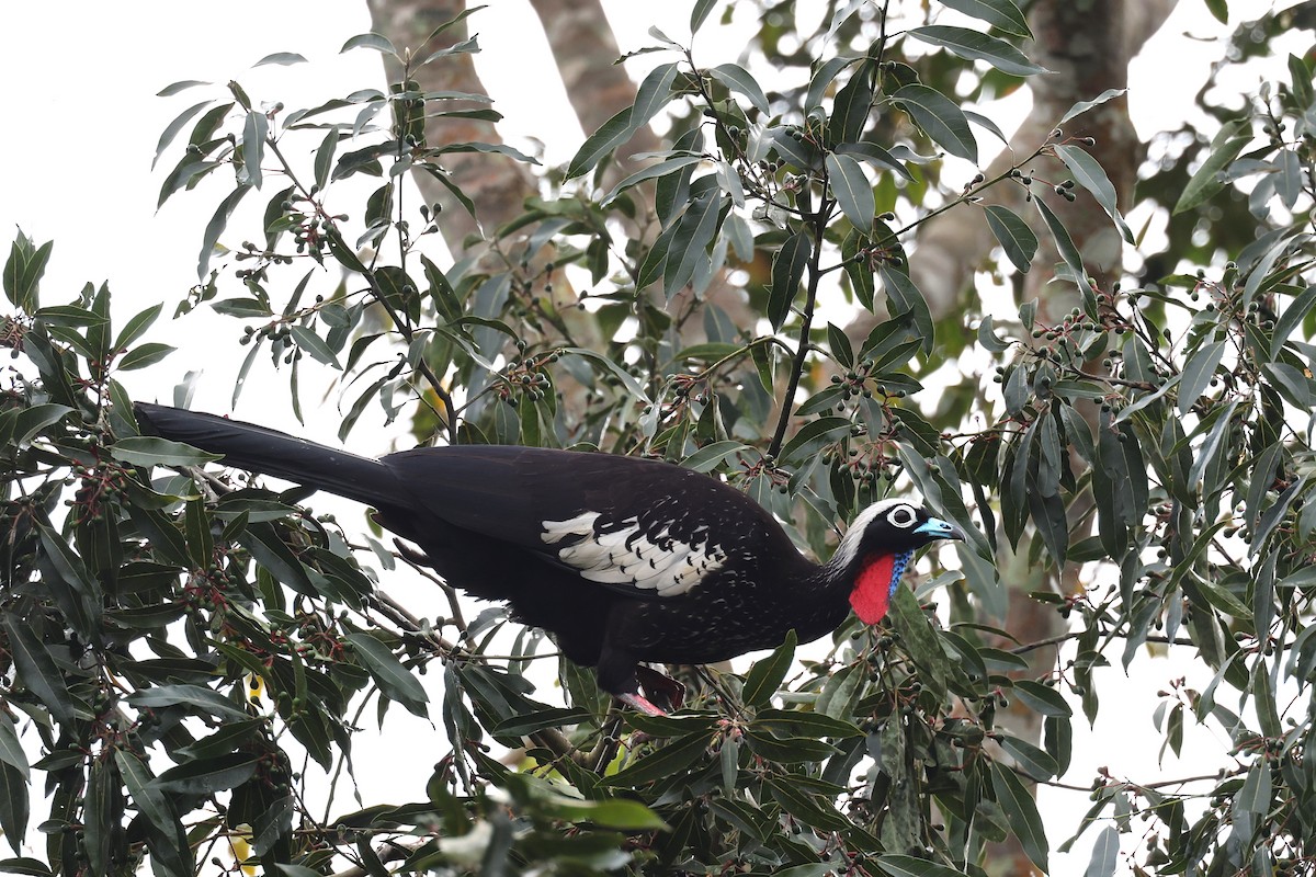 Black-fronted Piping-Guan - ML613281295