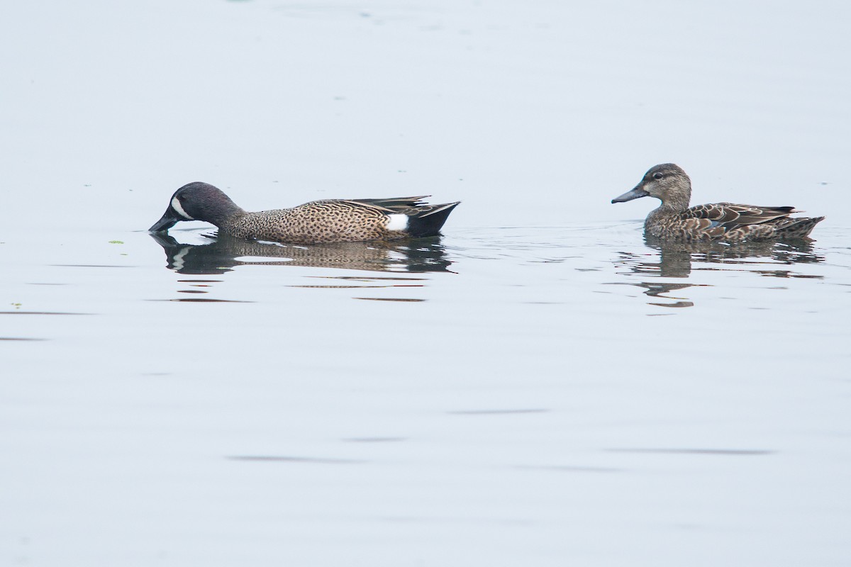 Blue-winged Teal - ML613281300