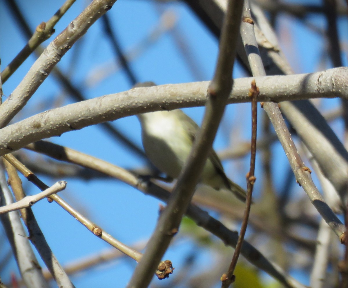 Vireo Gorjeador (grupo swainsoni) - ML613281304