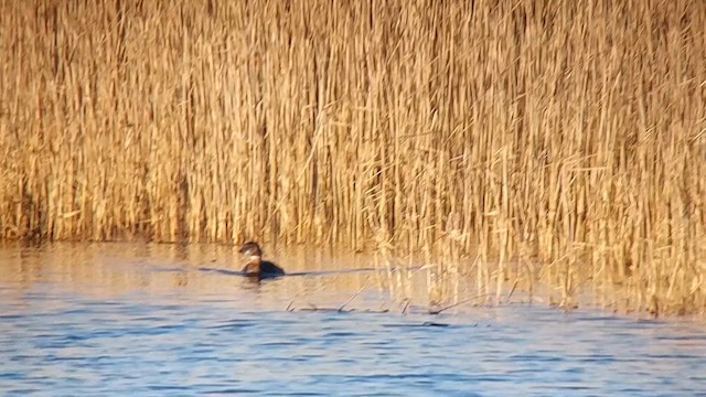 Pied-billed Grebe - ML613281330