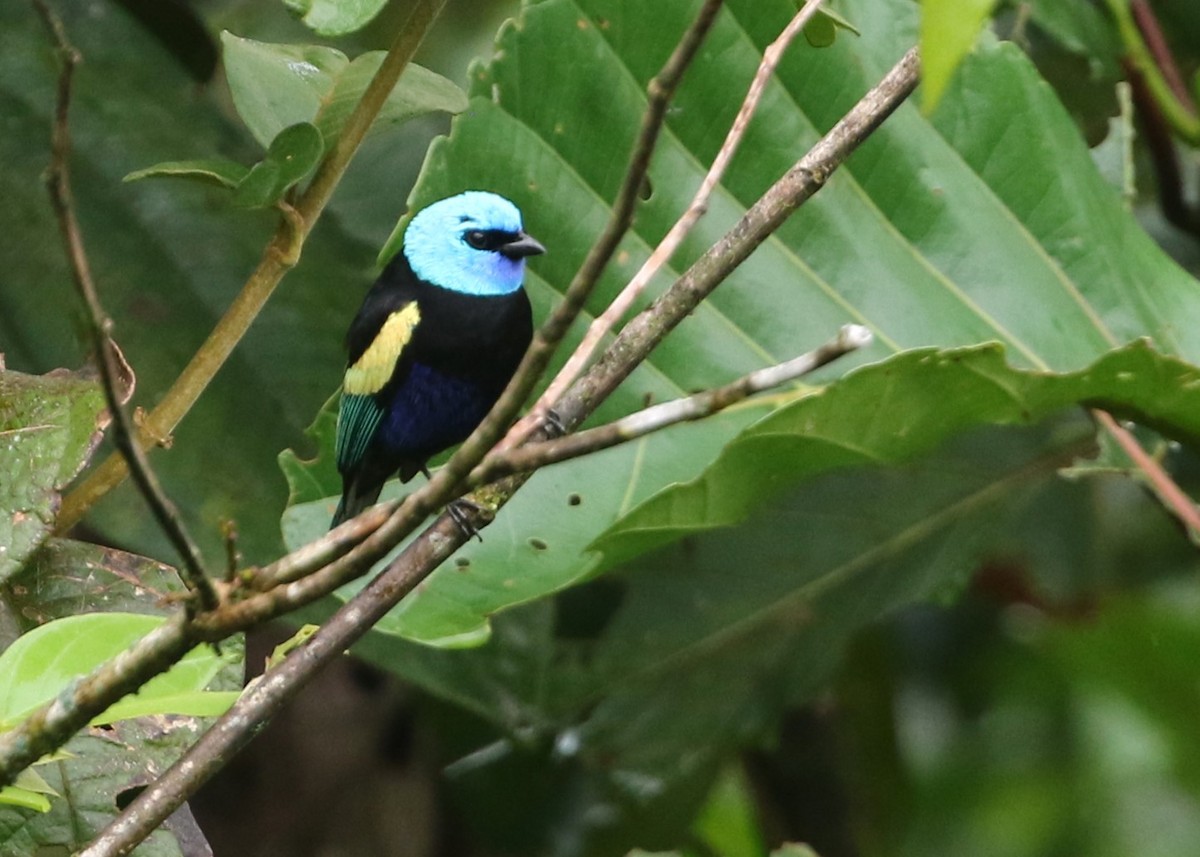 Blue-necked Tanager - ML613281352