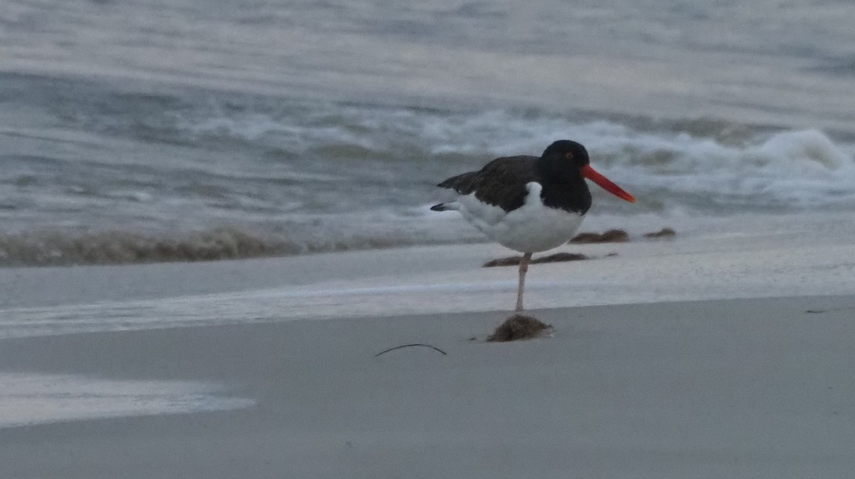 American Oystercatcher - James Maughn
