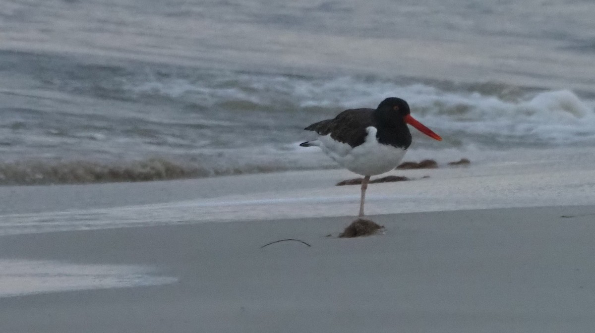 American Oystercatcher - ML613281362