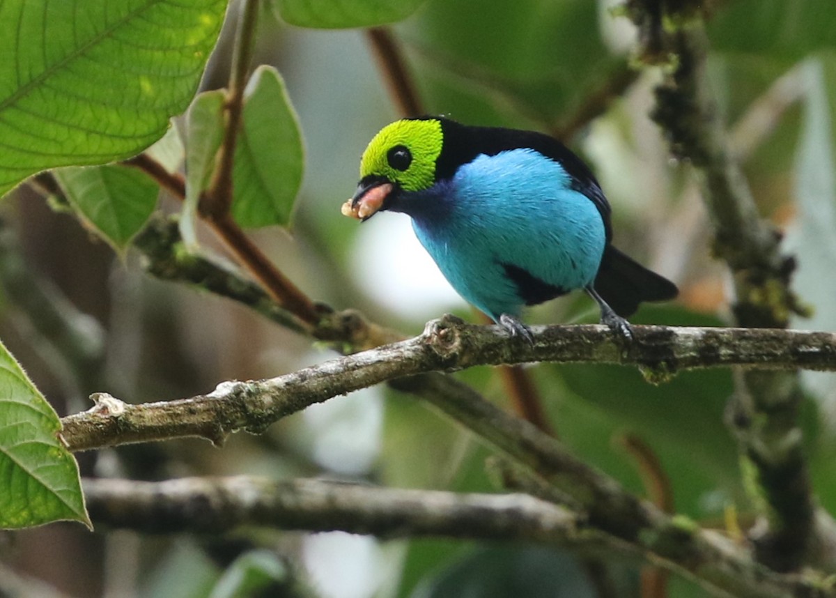 Paradise Tanager - ML613281366