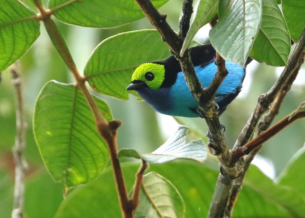 Paradise Tanager - ML613281367