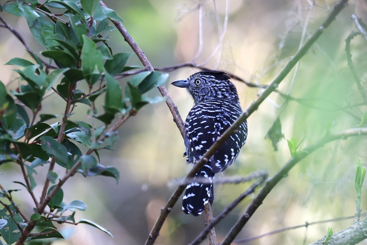 Barred Antshrike - ML613281386