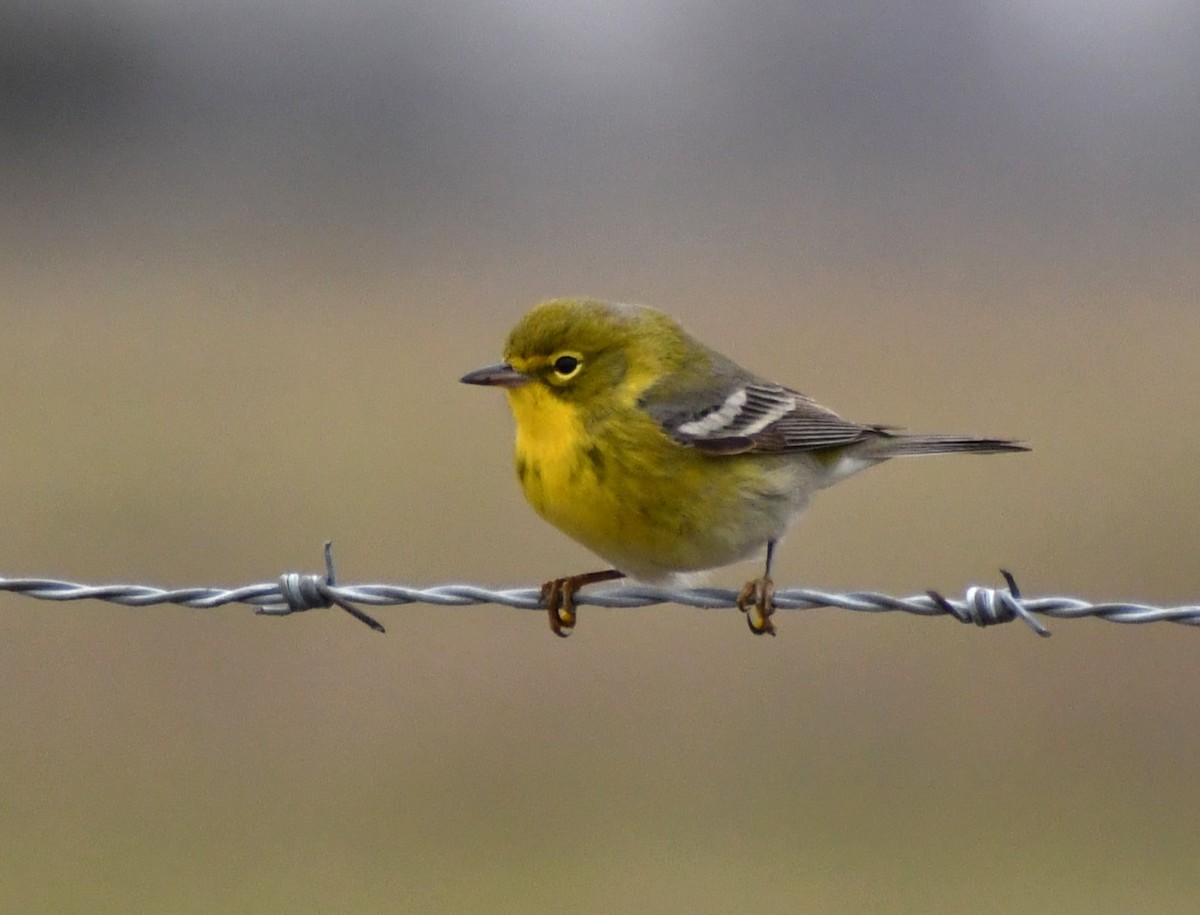 Pine Warbler - ML613281398