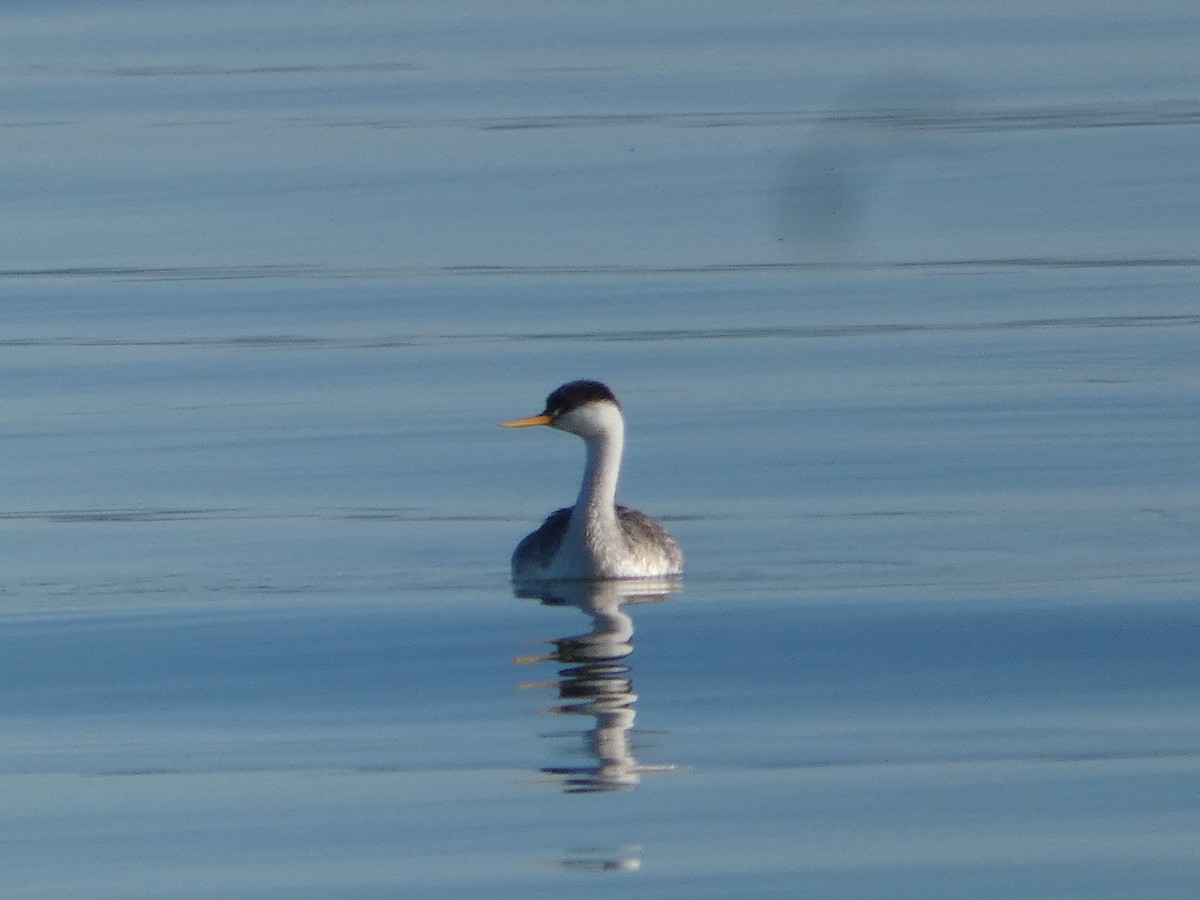 Western Grebe - ML613281411