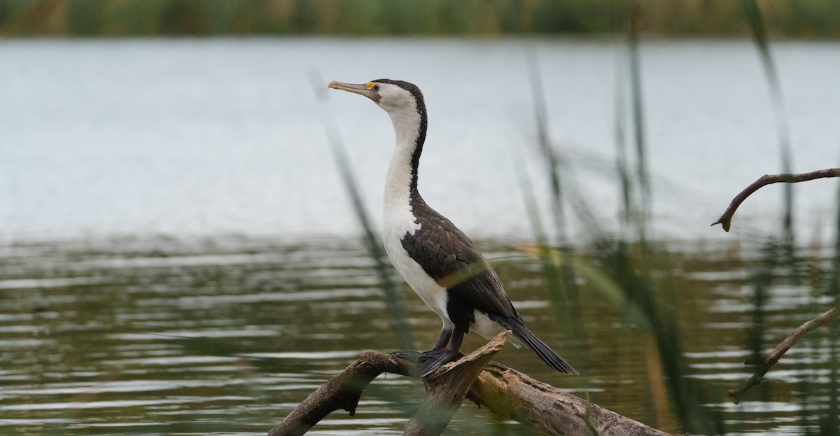 Pied Cormorant - ML613281499