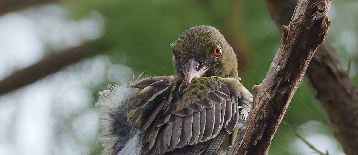 Olive-backed Oriole - Ben Milbourne