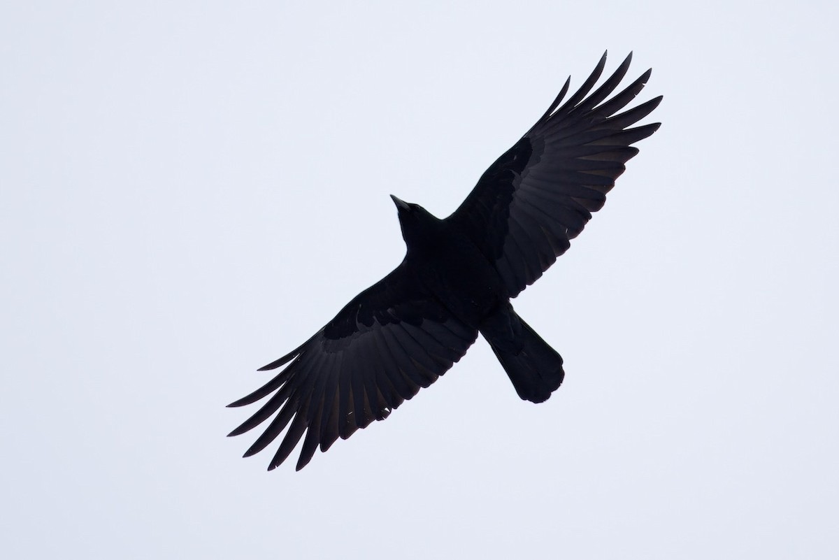 American Crow - ML613281509