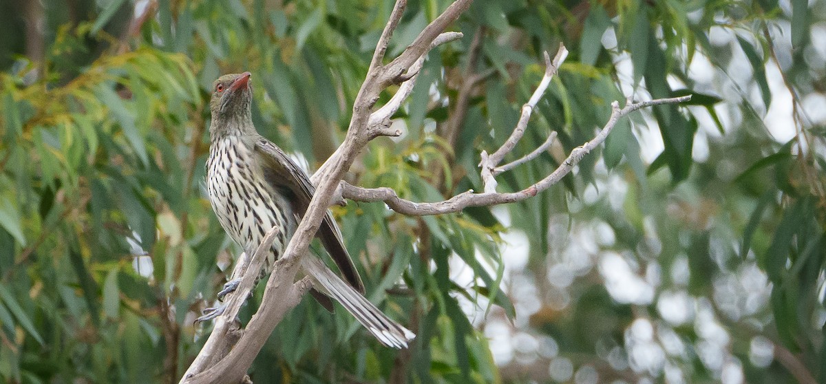 Olive-backed Oriole - Ben Milbourne