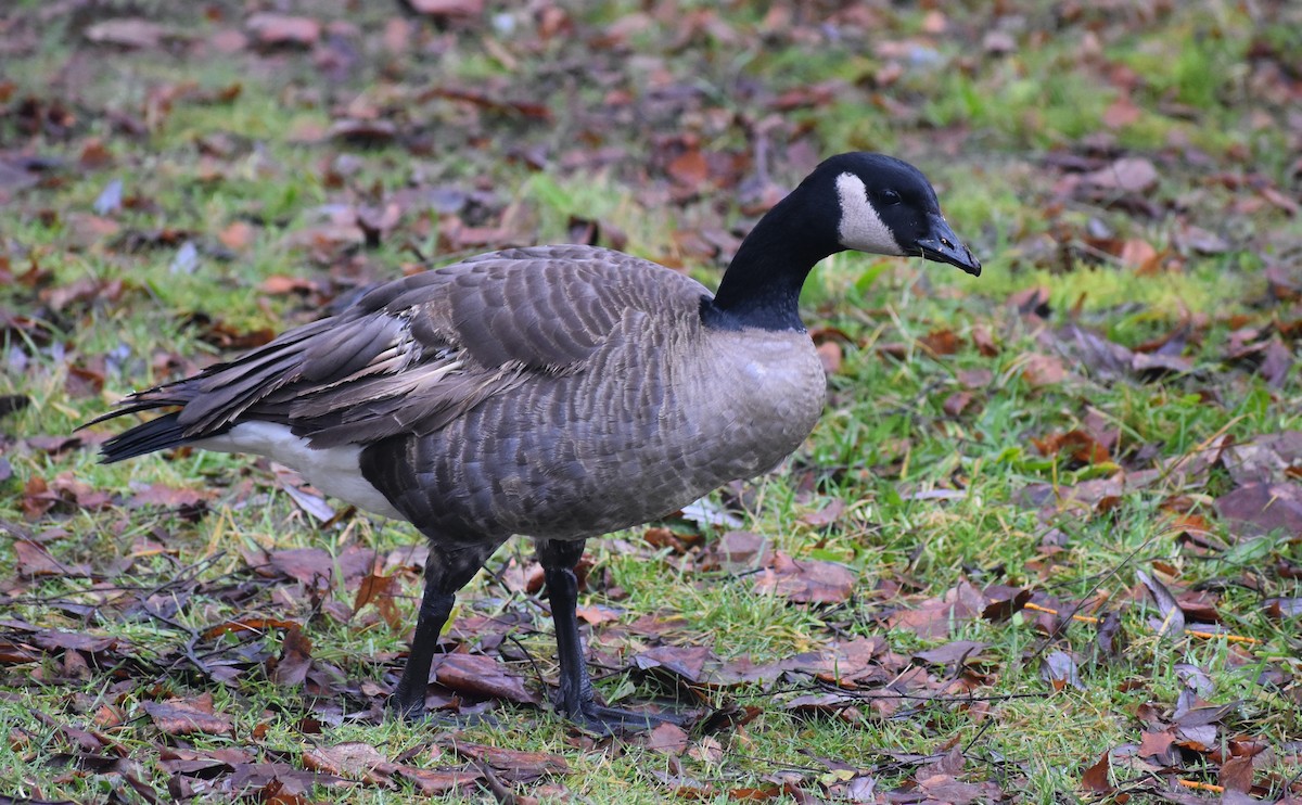 Canada Goose - ML613281614