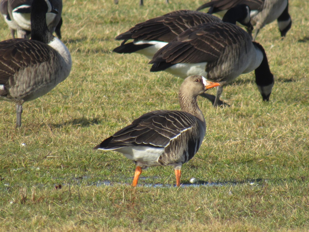 Greater White-fronted Goose - ML613281637