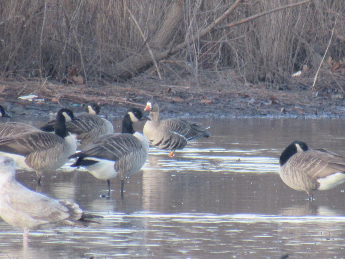 Greater White-fronted Goose - ML613281638