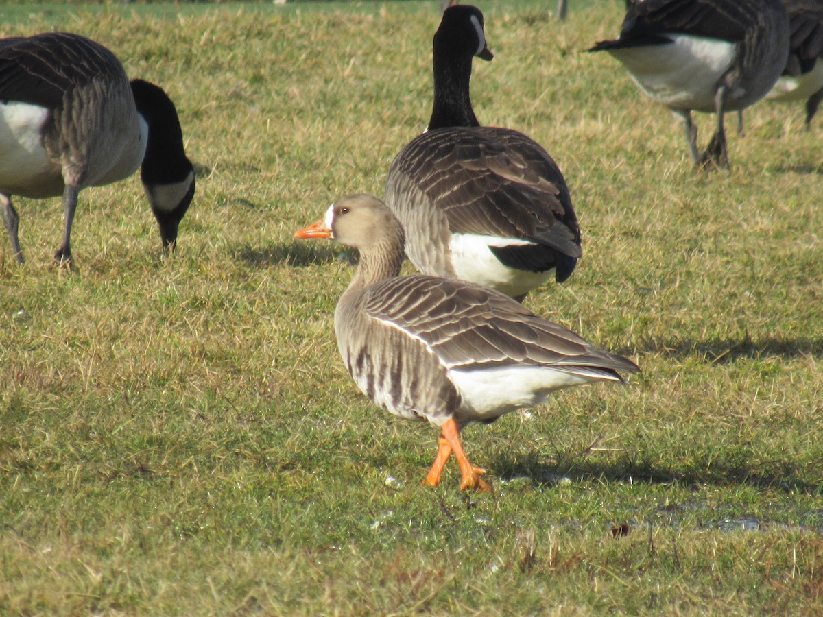 Greater White-fronted Goose - ML613281639