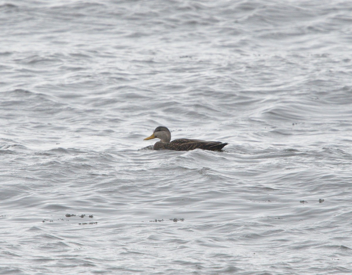 American Black Duck - ML613281712