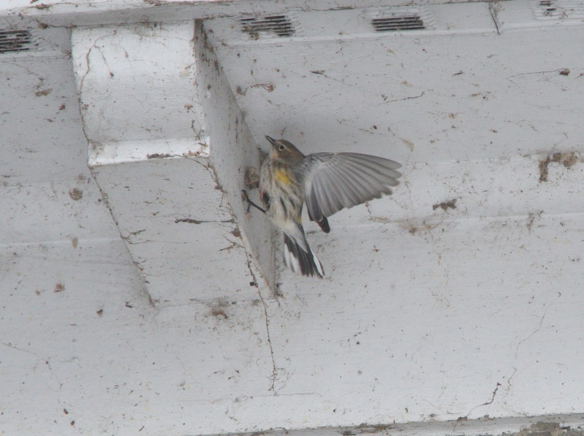 Yellow-rumped Warbler - Louis Lemay