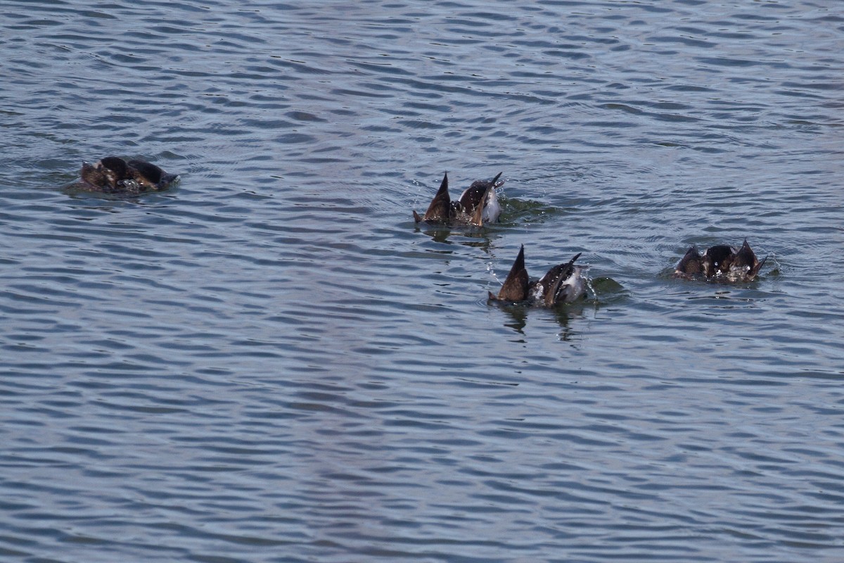 Long-tailed Duck - ML613281755