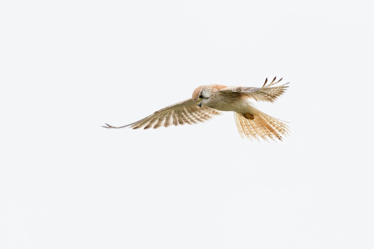 Nankeen Kestrel - ML613281771