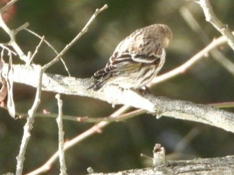 Pine Siskin - Bob Koontz