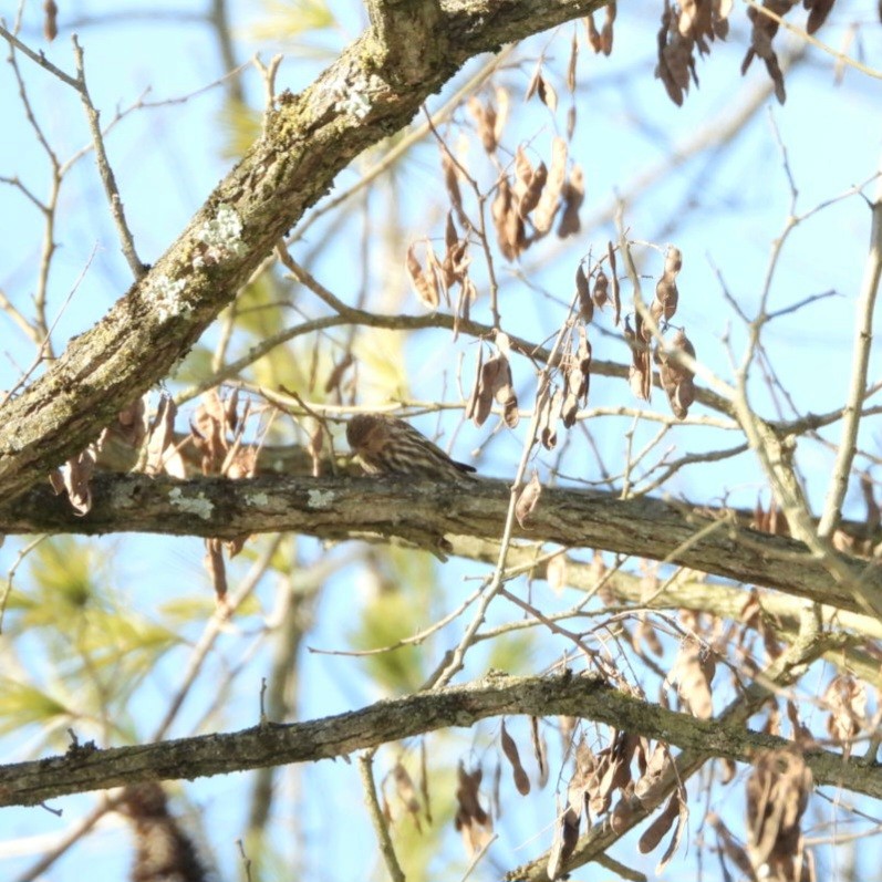 Pine Siskin - Bob Koontz