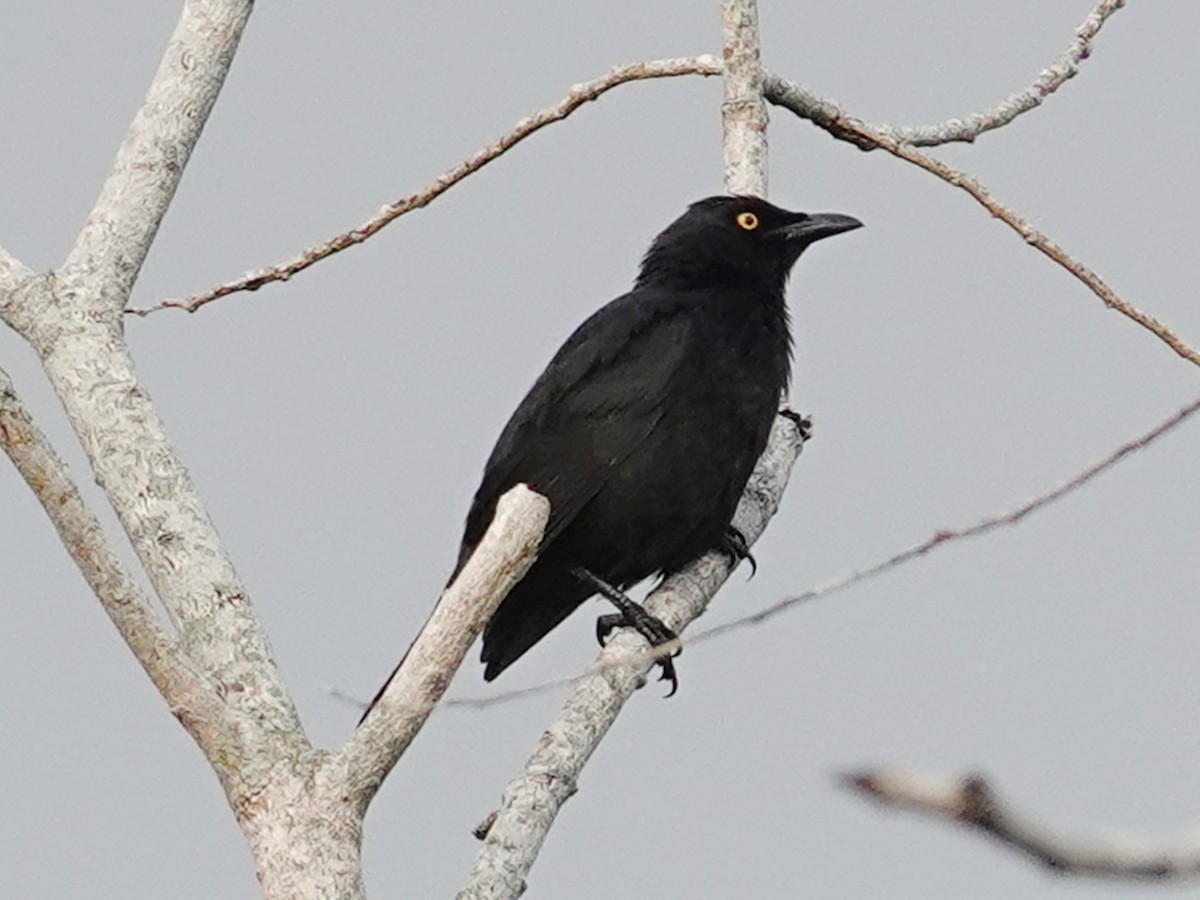 Micronesian Starling - Barry Reed