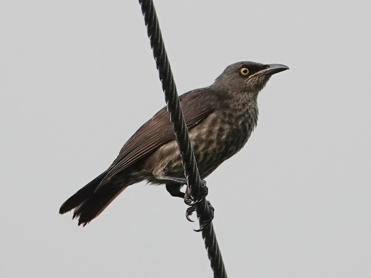 Micronesian Starling - Barry Reed