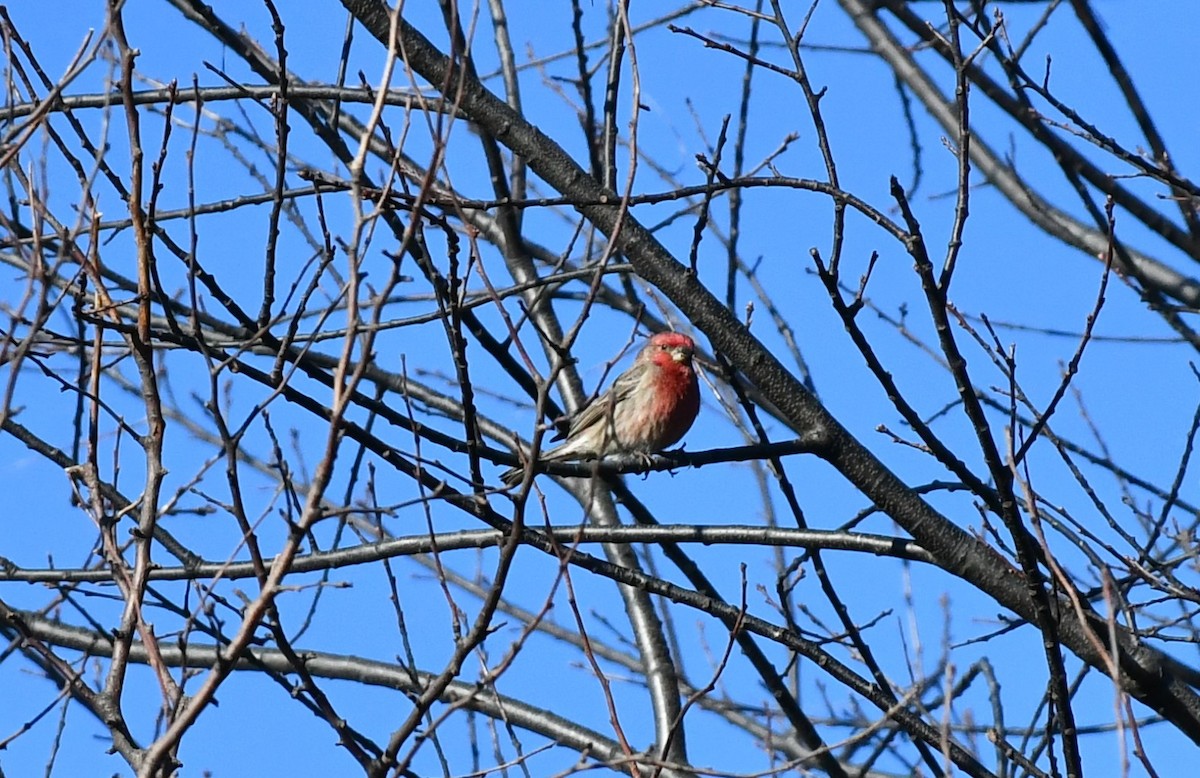 House Finch - ML613281937