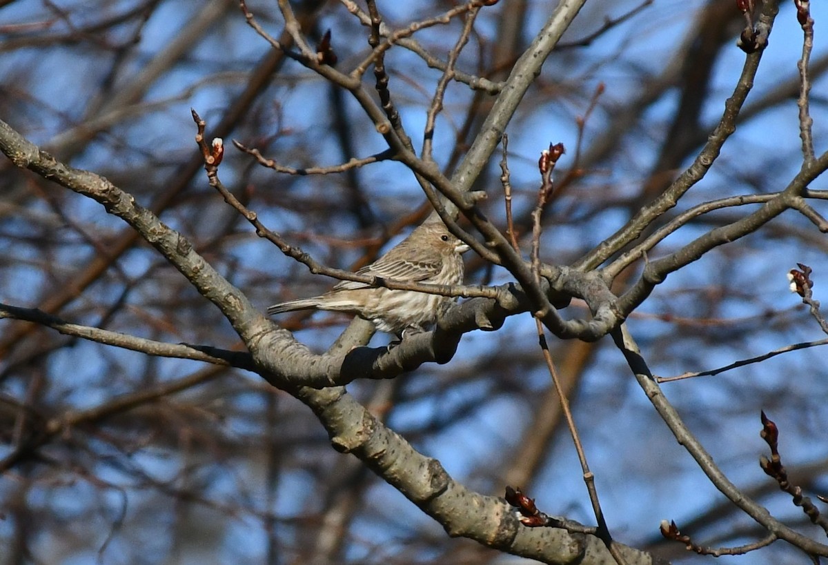 House Finch - ML613281947