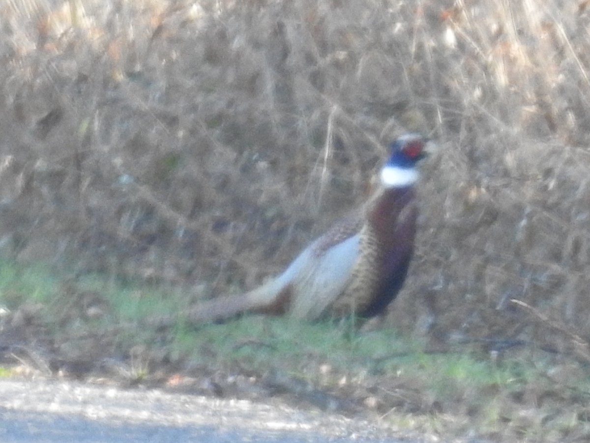 Ring-necked Pheasant - ML613281954