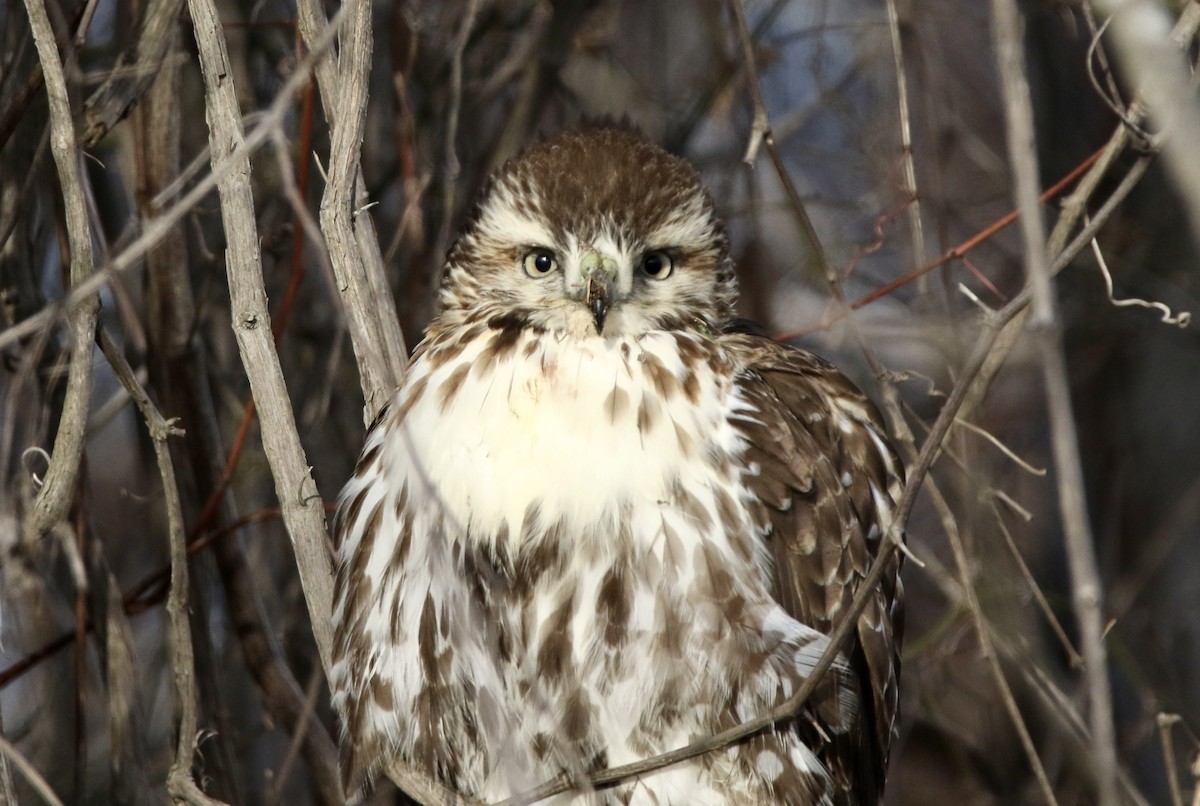 Red-tailed Hawk - ML613281971