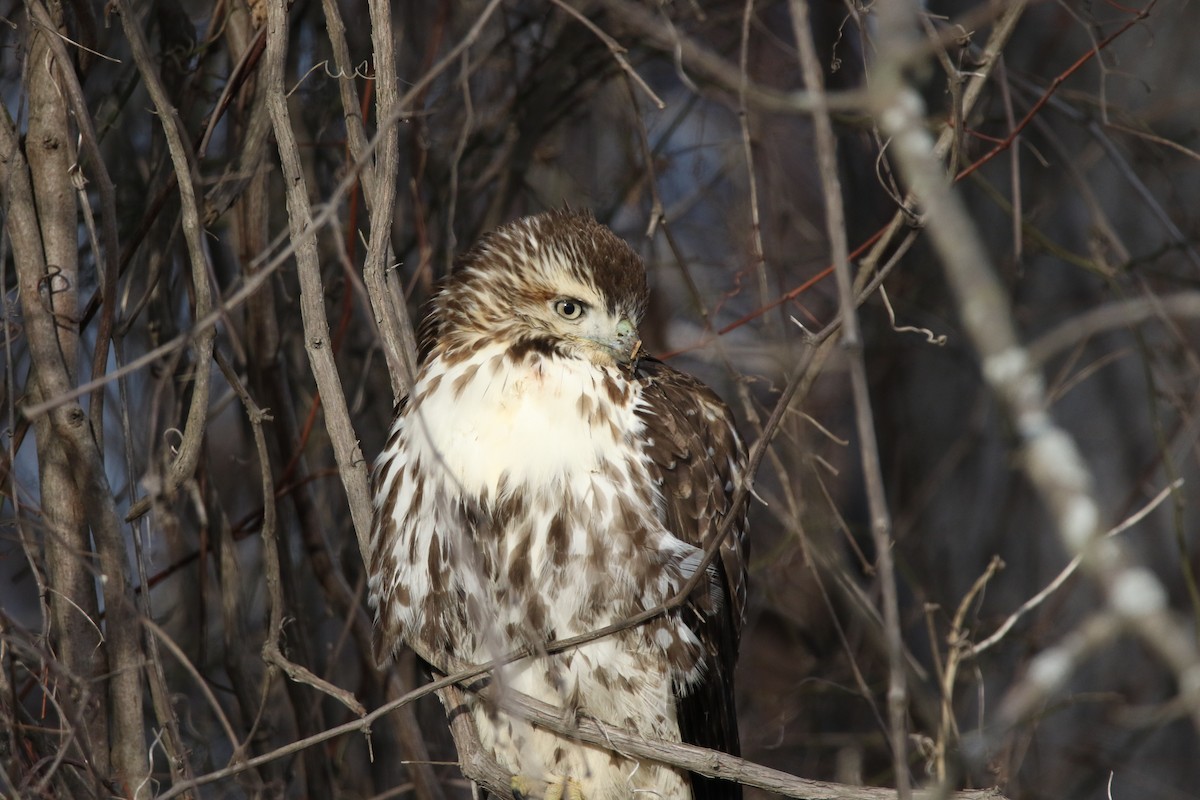 Red-tailed Hawk - ML613281972