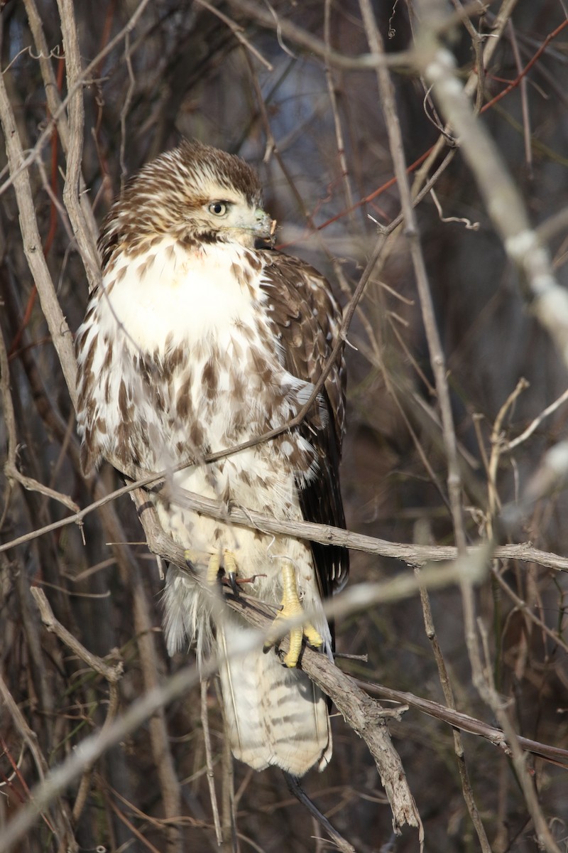 Red-tailed Hawk - ML613281973