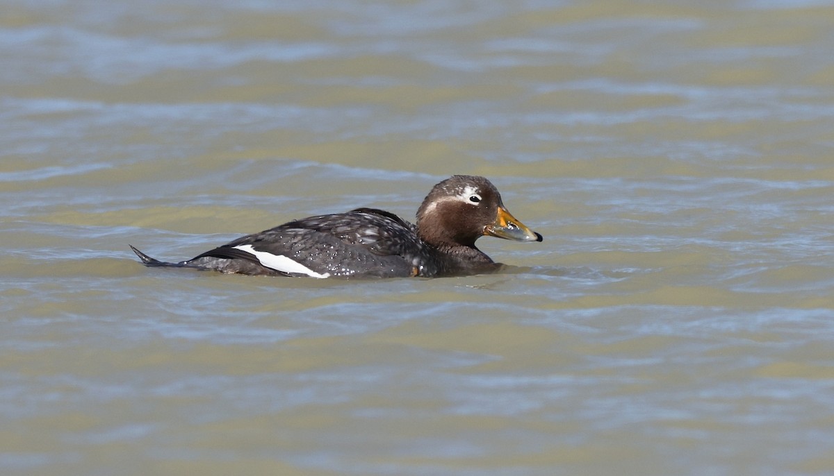 Langflügel-Dampfschiffente - ML613282022