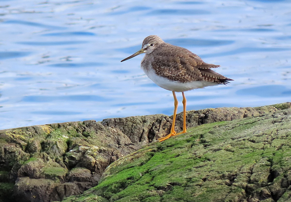 Greater Yellowlegs - ML613282041