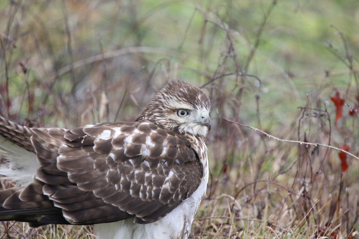 Red-tailed Hawk - ML613282058