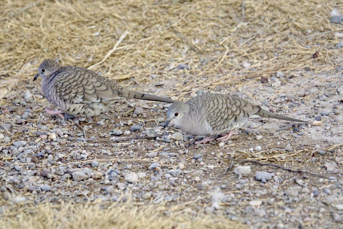 Inca Dove - ML613282069