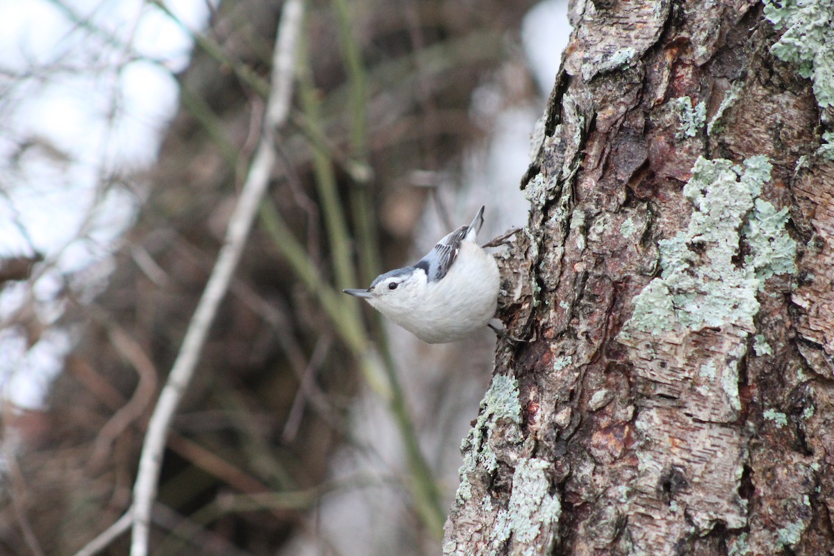 White-breasted Nuthatch - Debi Watson