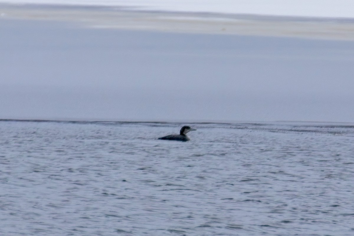 Common Loon - ML613282134