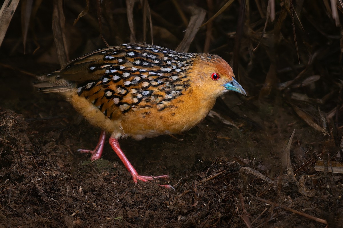 Ocellated Crake - ML613282137