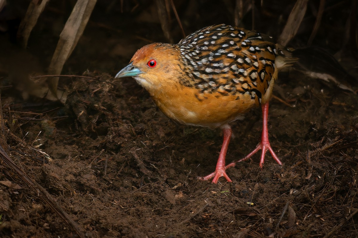 Ocellated Crake - ML613282138