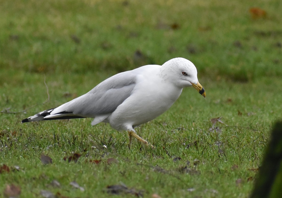 Ring-billed Gull - ML613282277